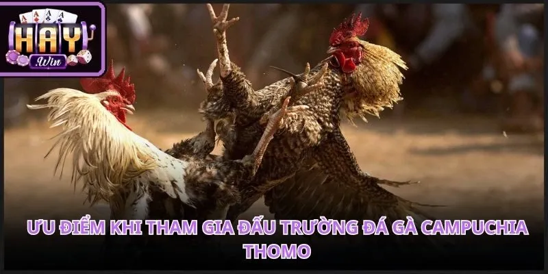 Không gian trường gà quốc tế chuyên nghiệp mang lại trải nghiệm đỉnh cao