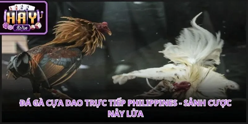Đá gà cựa dao trực tiếp Philippines