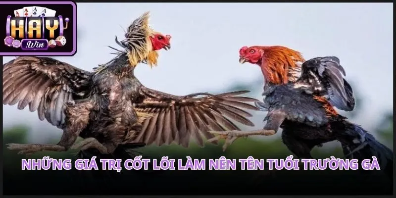 Không gian đá gà cựa dao trực tiếp Philippines chuyên nghiệp và sống động