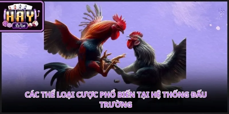 Giao diện đá gà HAYWIN thân thiện giúp thành viên dễ dàng đưa ra quyết định