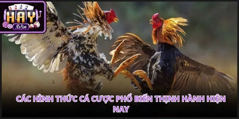 Danh mục tỷ lệ kèo hiển thị thông số đặt cược đá gà online trực tiếp trực quan