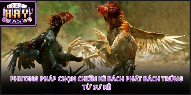 Kỹ năng quan sát ngoại hình hỗ trợ dự đoán đá gà online trực tiếp chính xác